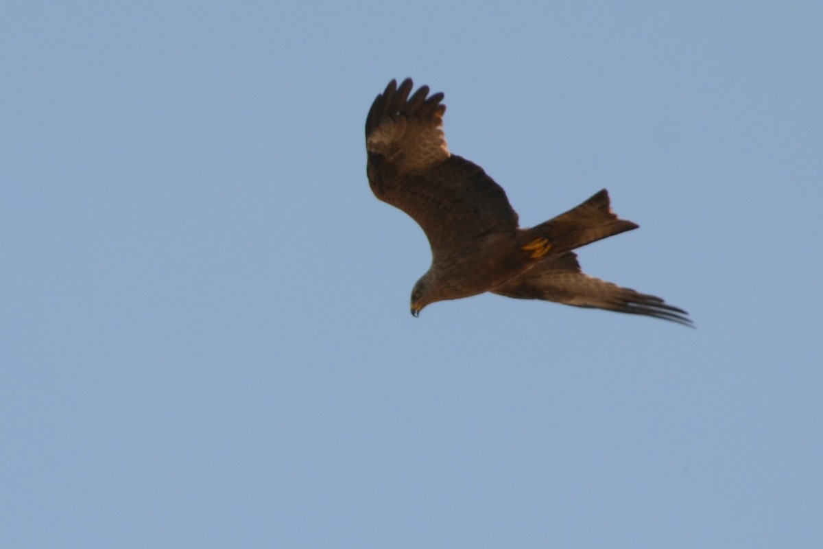 Black Kite - ML162234601