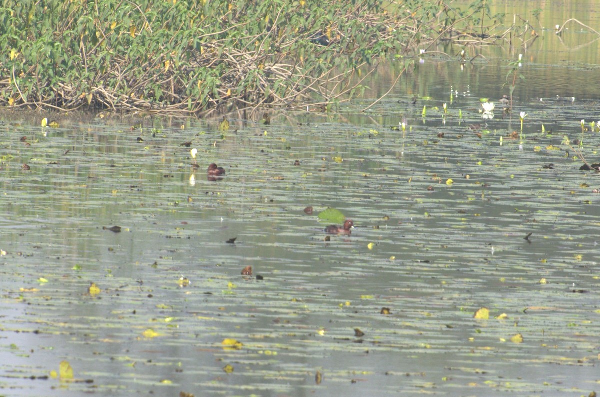 Ferruginous Duck - ML162238481