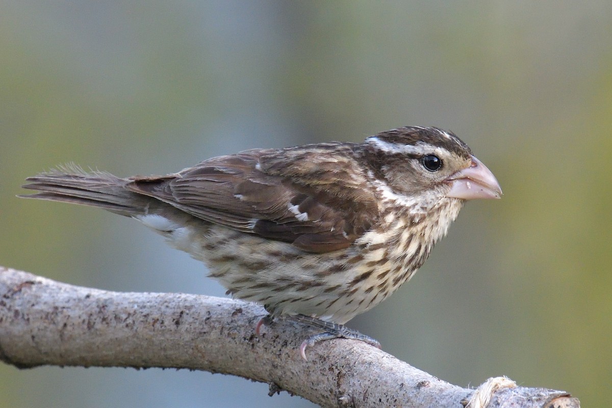 Rose-breasted Grosbeak - Yves Darveau