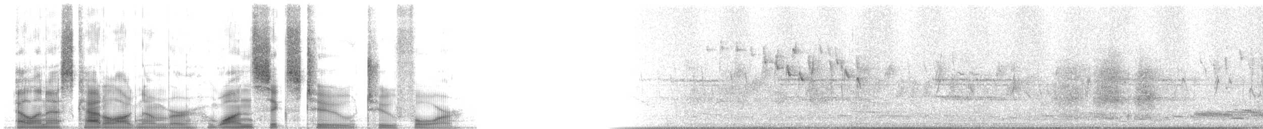 Australian Magpie - ML16224