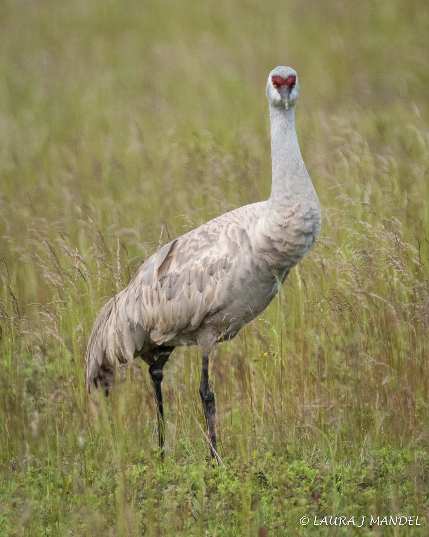 Sandhill Crane - ML162240721