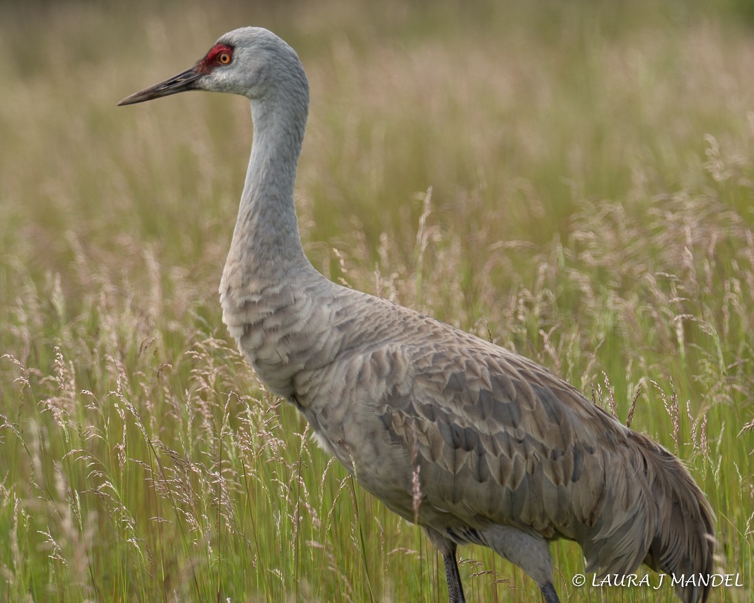 Sandhill Crane - ML162240751