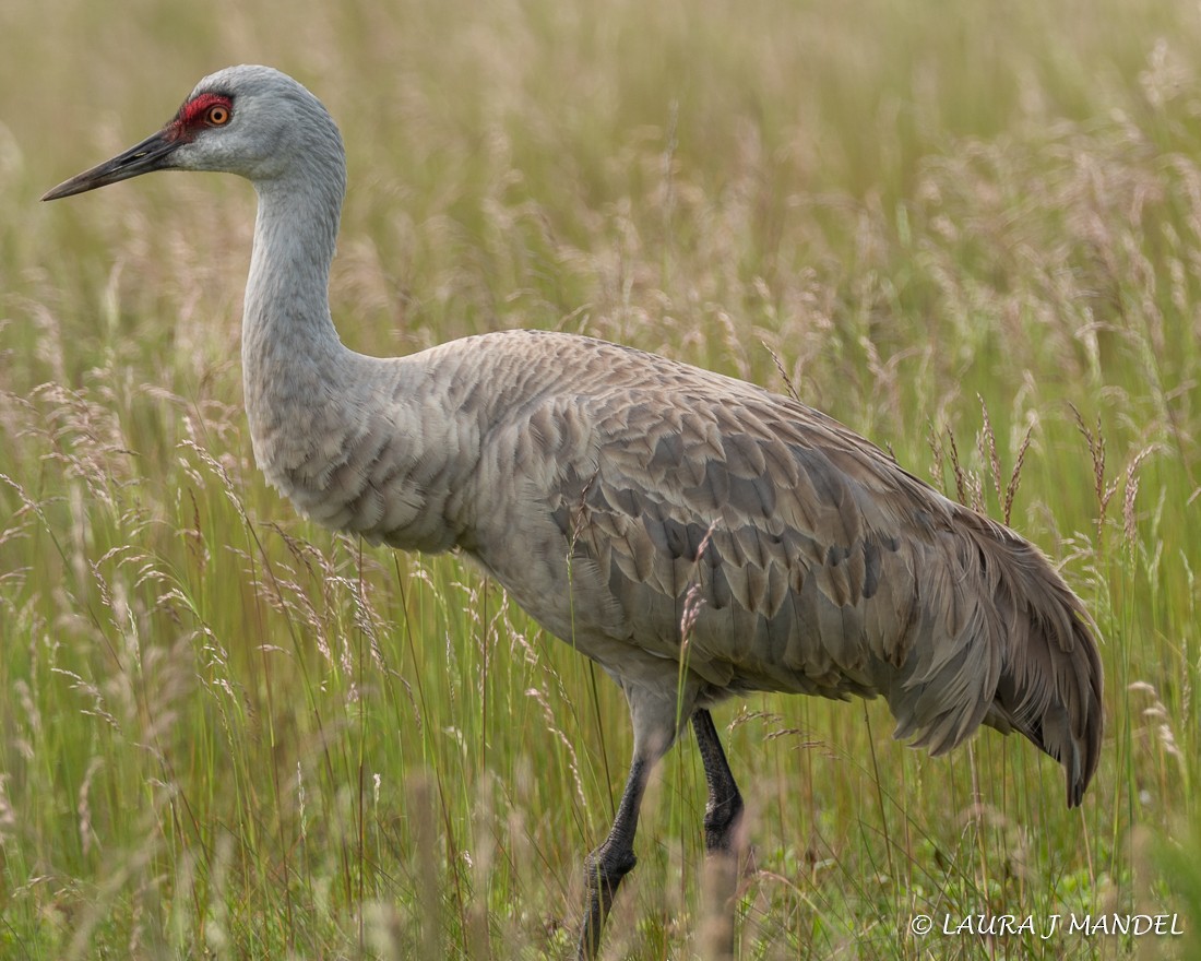 Sandhill Crane - ML162240761