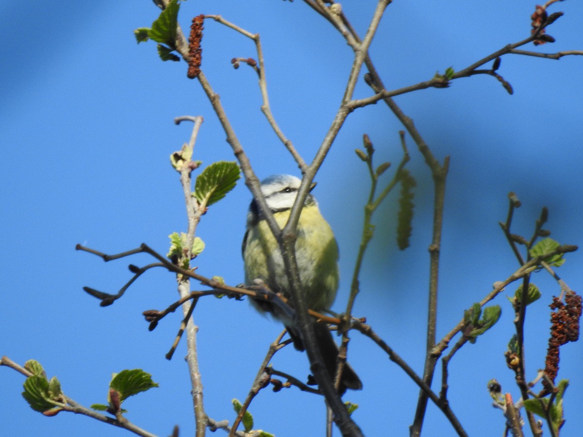 Eurasian Blue Tit - ML162241381