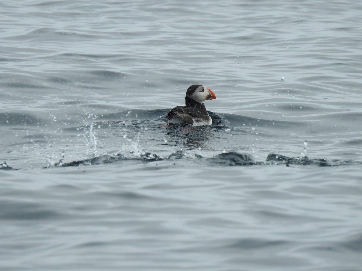 Atlantic Puffin - ML162242361