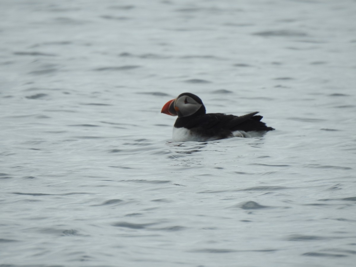 Atlantic Puffin - ML162242421