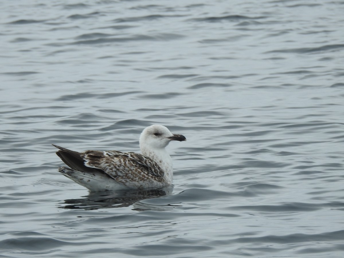 Great Black-backed Gull - ML162242461