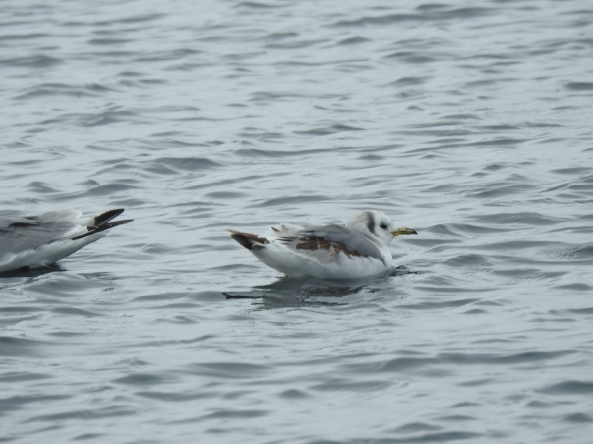 Black-legged Kittiwake - ML162242501