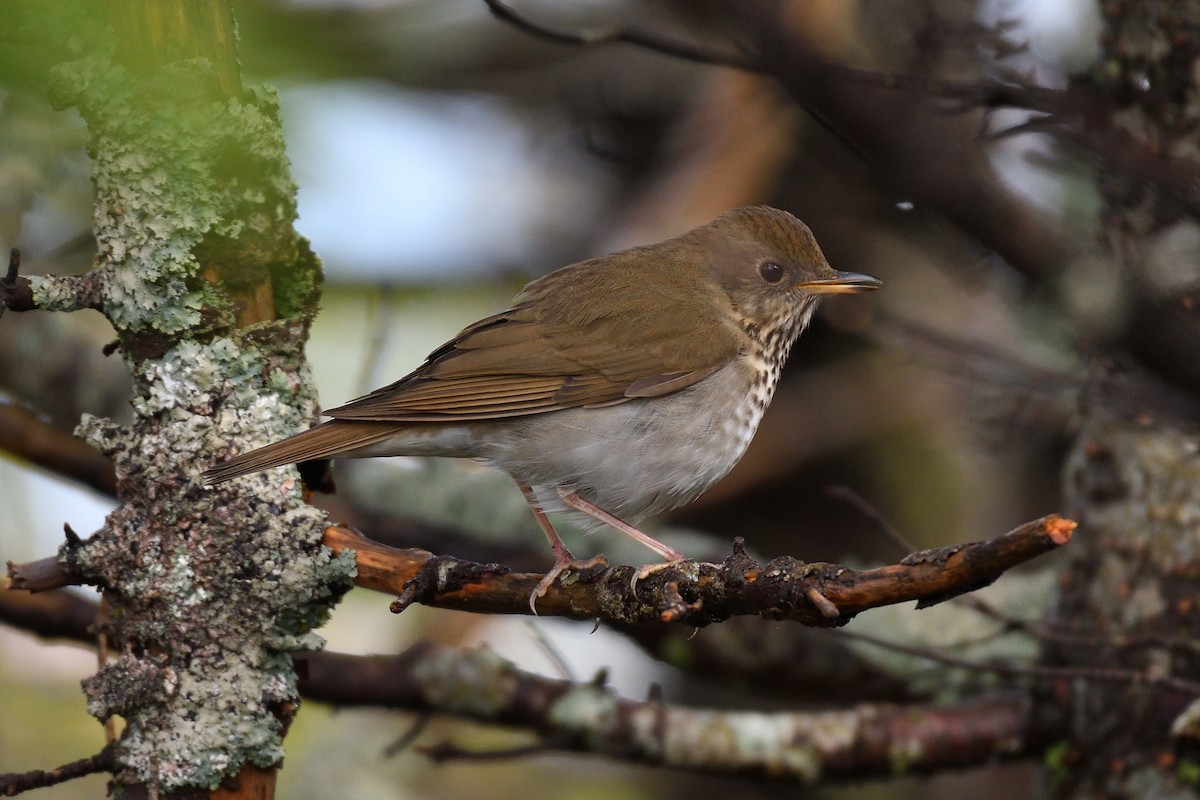 Bicknell's Thrush - Hugh Whelan