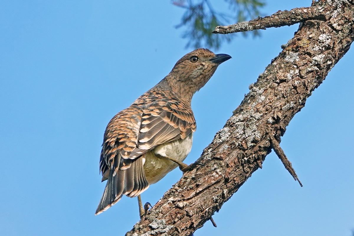 Spotted Bowerbird - Roksana and Terry