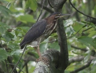 Green Heron - ML162244431