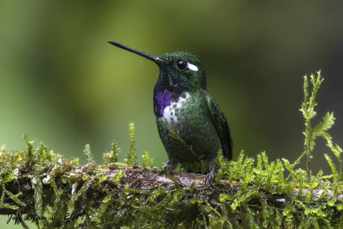 Purple-bibbed Whitetip - Jeff Maw