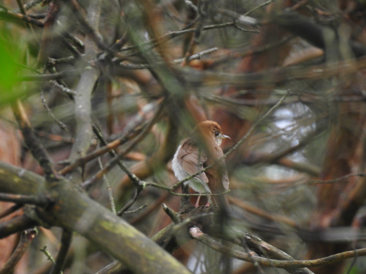 Veery - John McKay