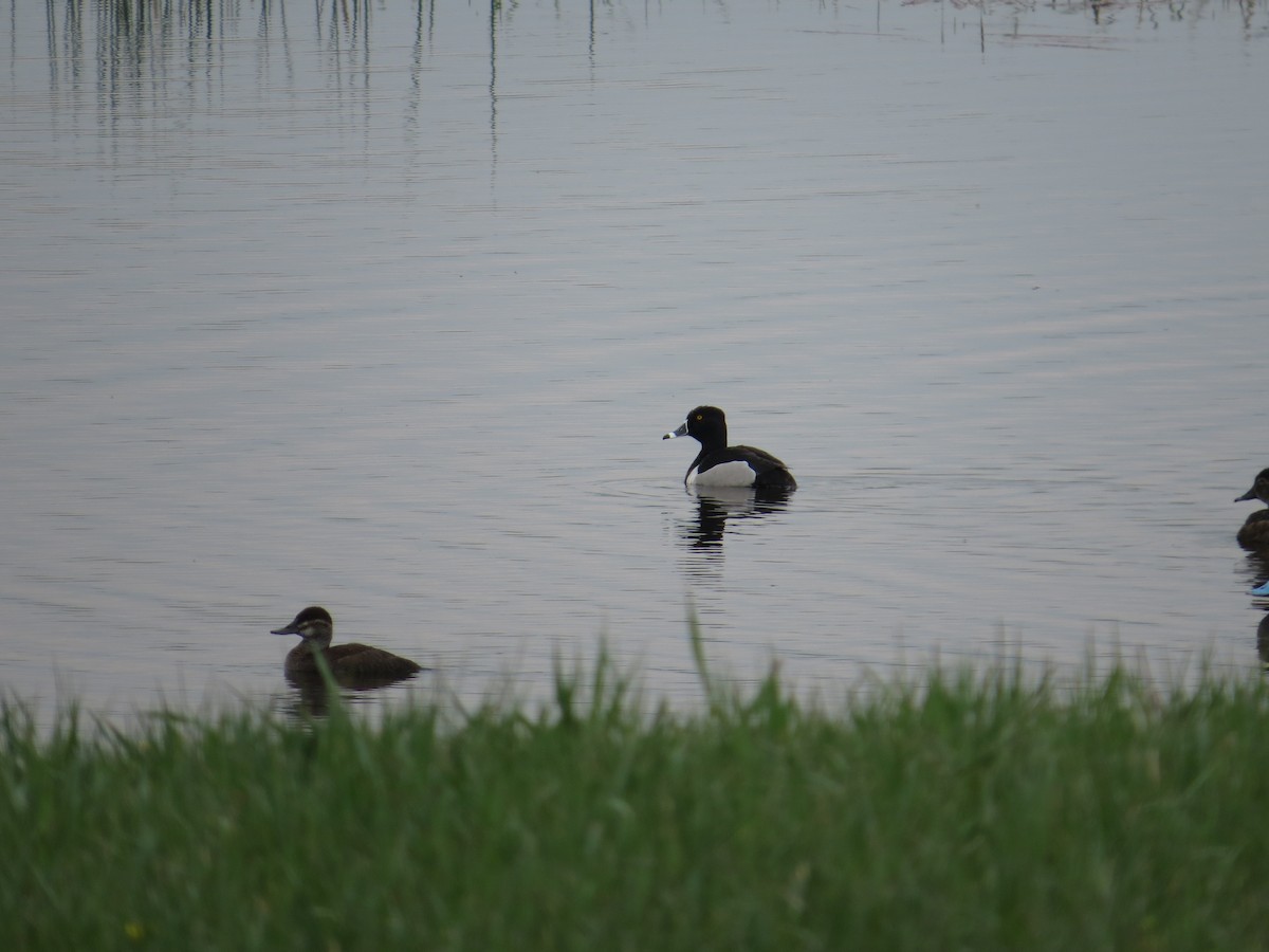 Ring-necked Duck - ML162246751