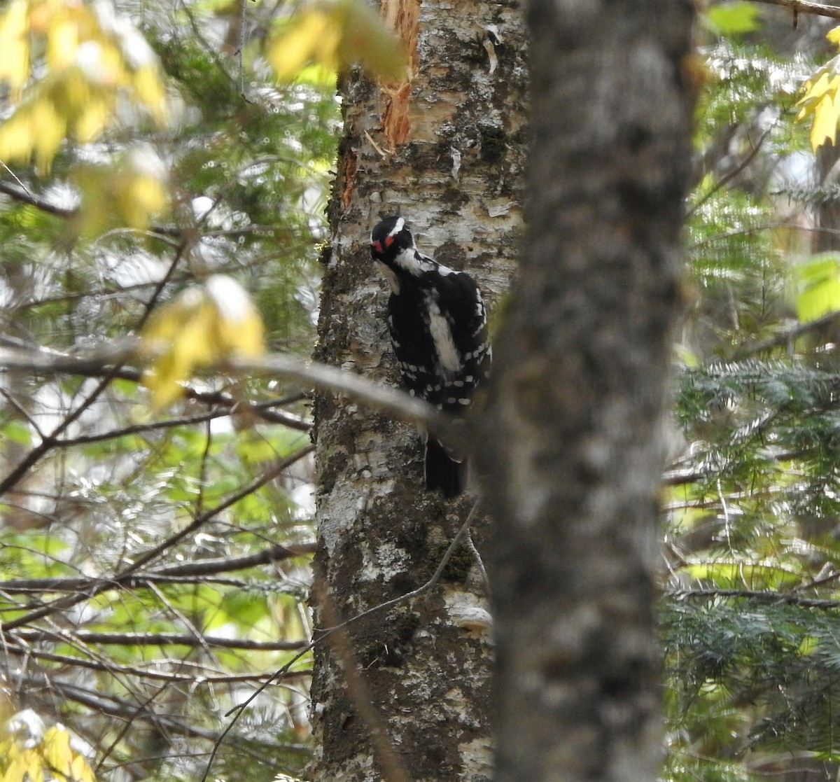 Hairy Woodpecker - ML162248481