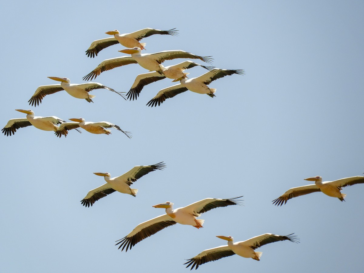 Great White Pelican - Georgina Cole