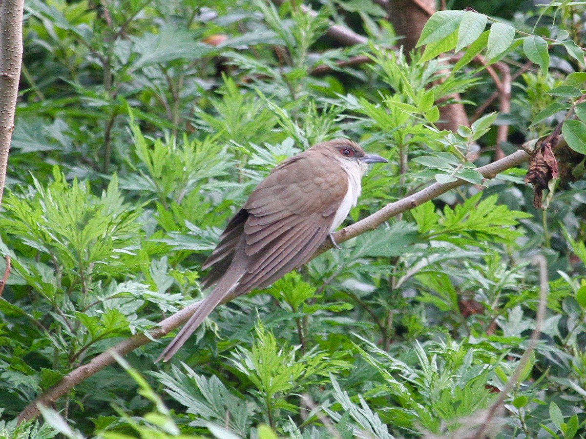 Black-billed Cuckoo - ML162248731