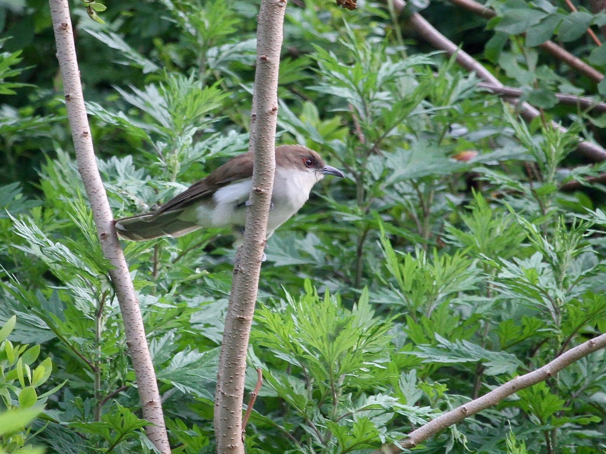 Black-billed Cuckoo - ML162248741