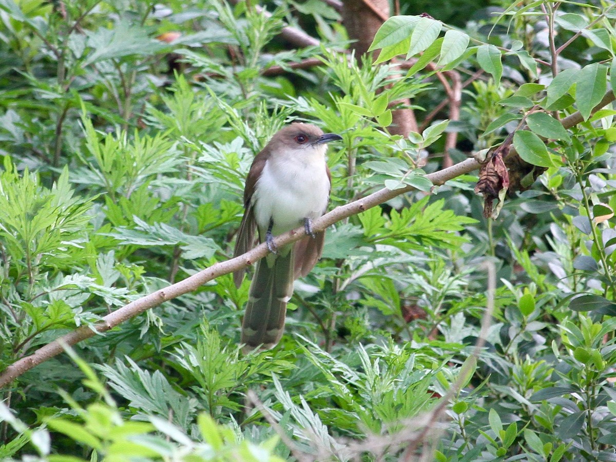 Black-billed Cuckoo - ML162248751