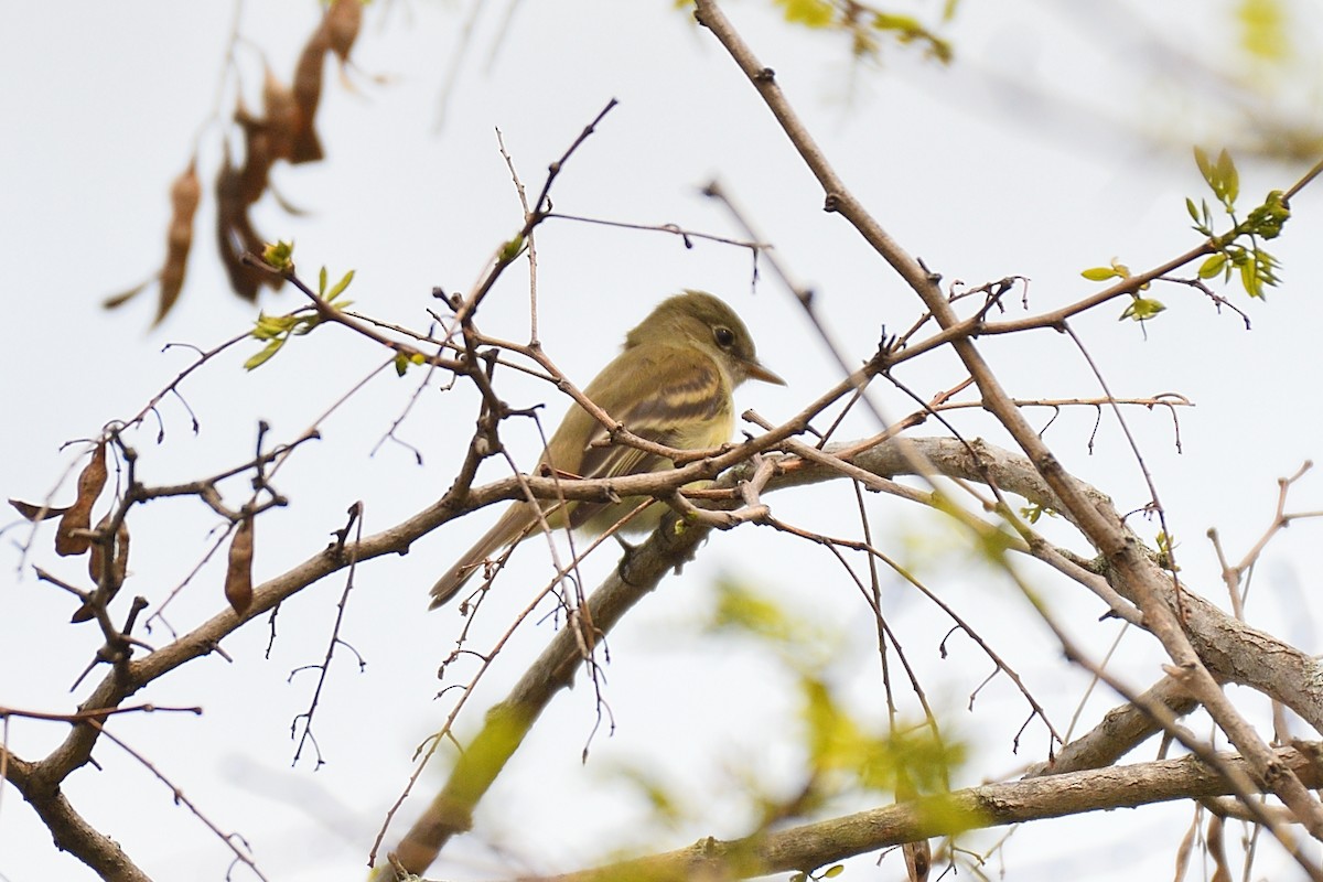 Yellow-bellied Flycatcher - ML162249531