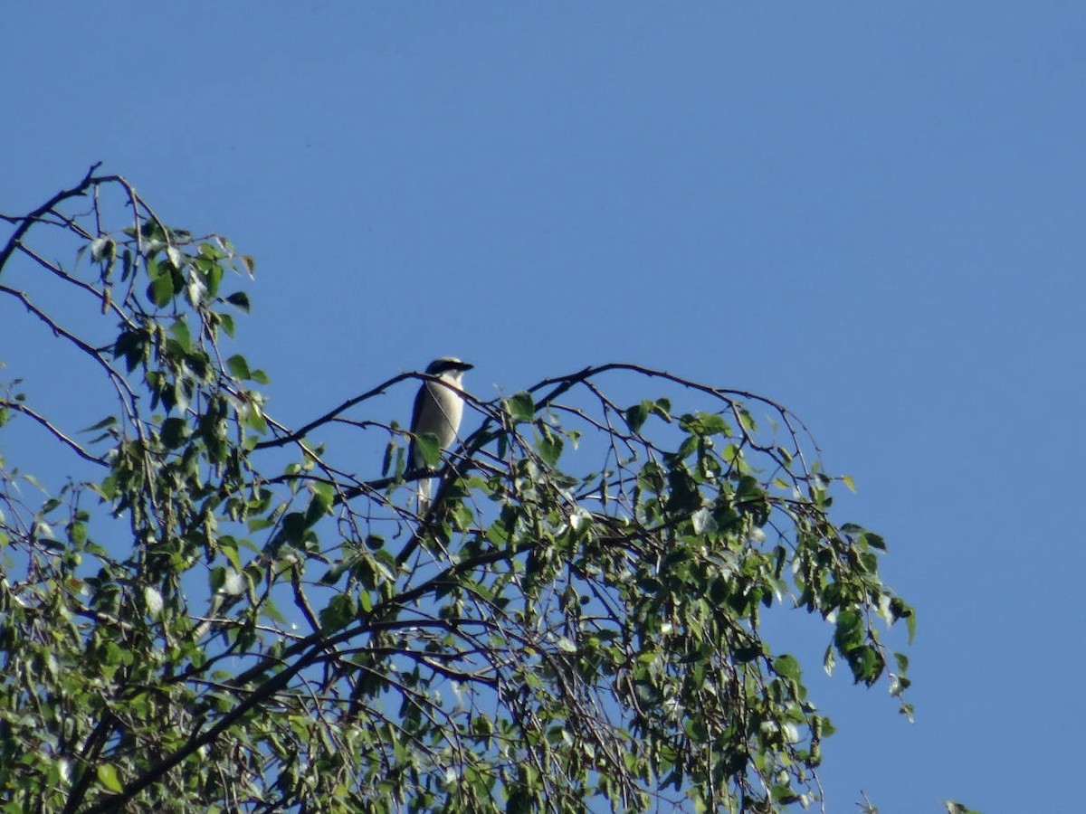 Red-backed Shrike - ML162250101