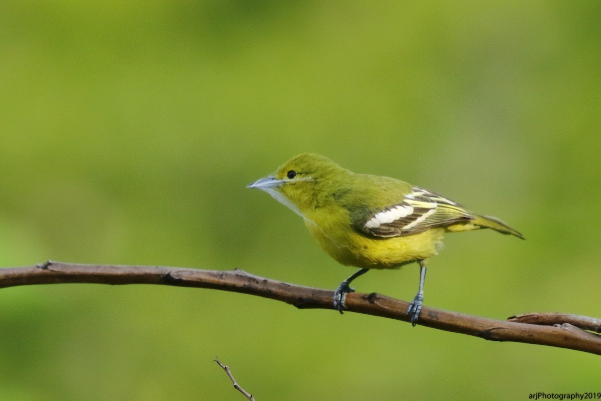 Common Iora - ML162250511