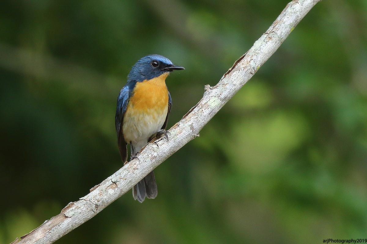 Tickell's Blue Flycatcher - Rahul  Singh