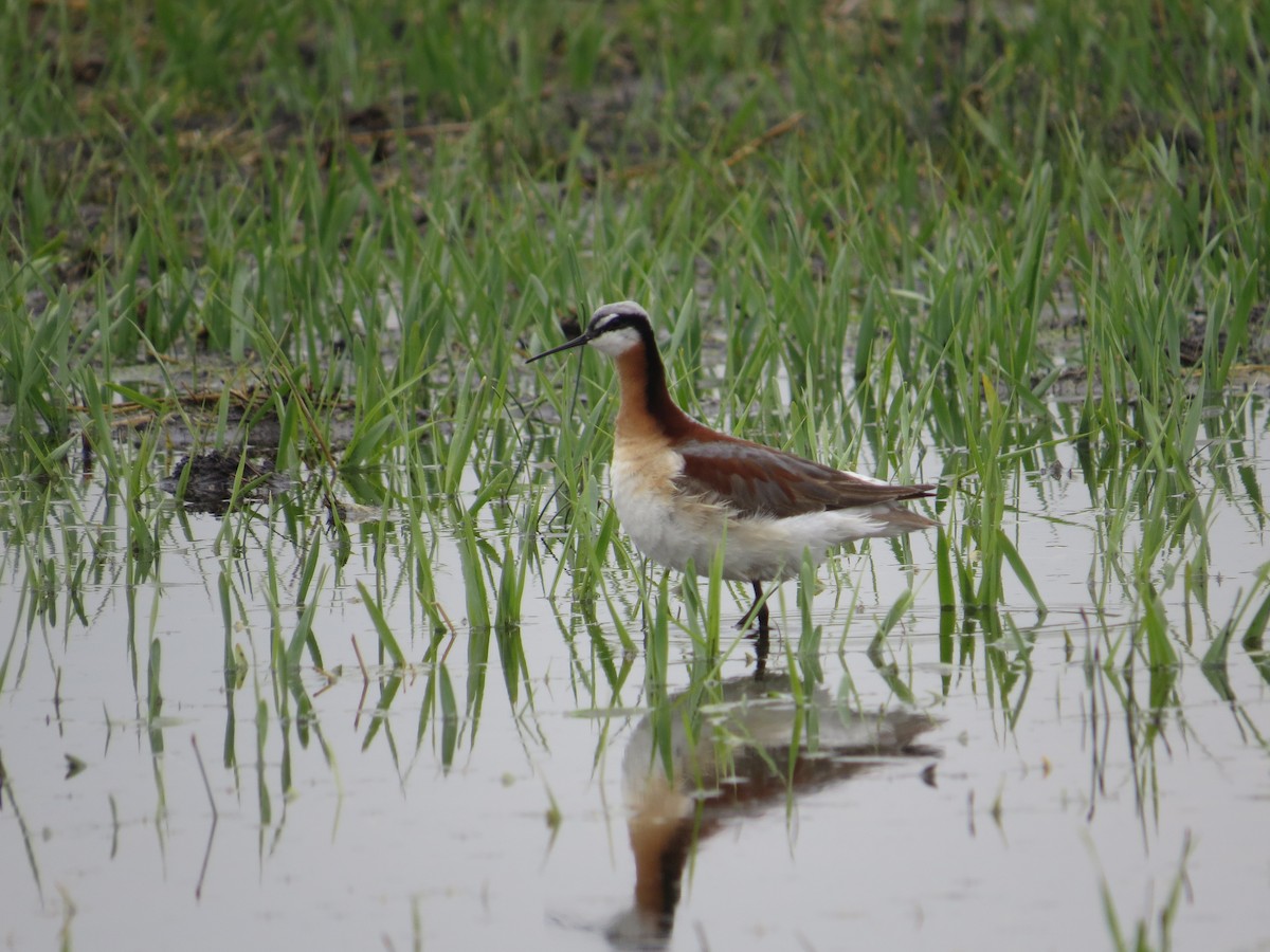 Wilson's Phalarope - Asher  Warkentin