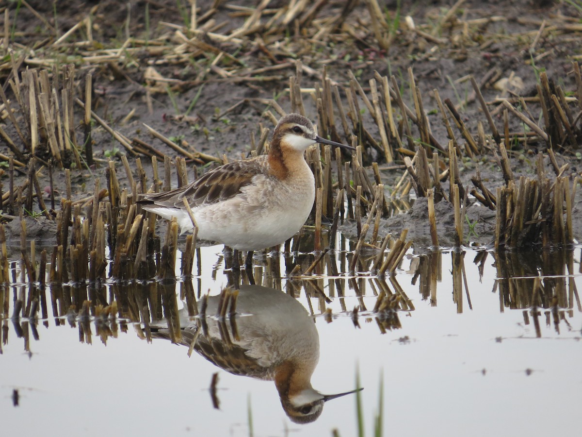 hvithalesvømmesnipe - ML162251231