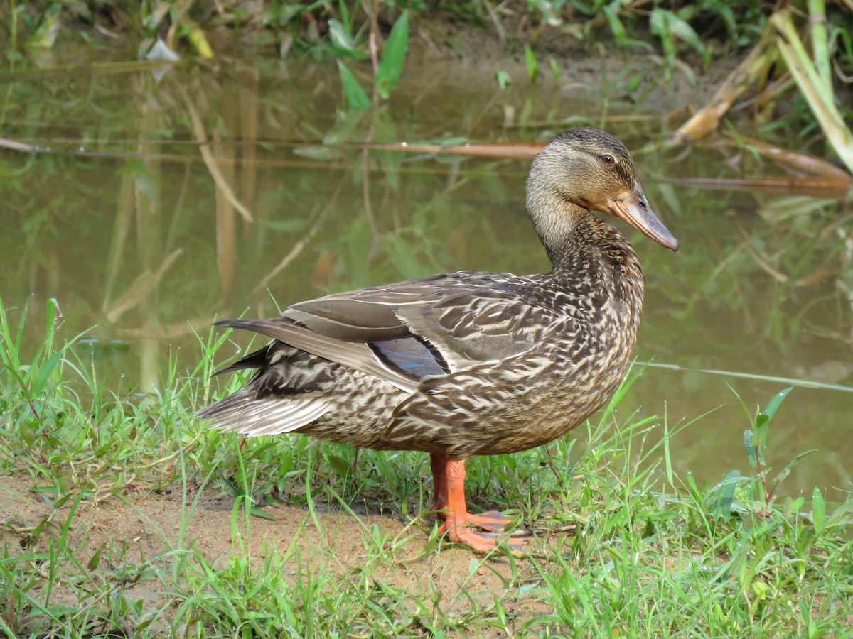 Mallard - ML162251901