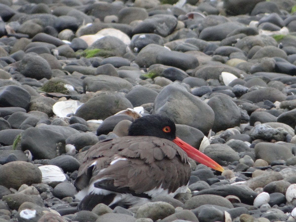 American Oystercatcher - ML162252401