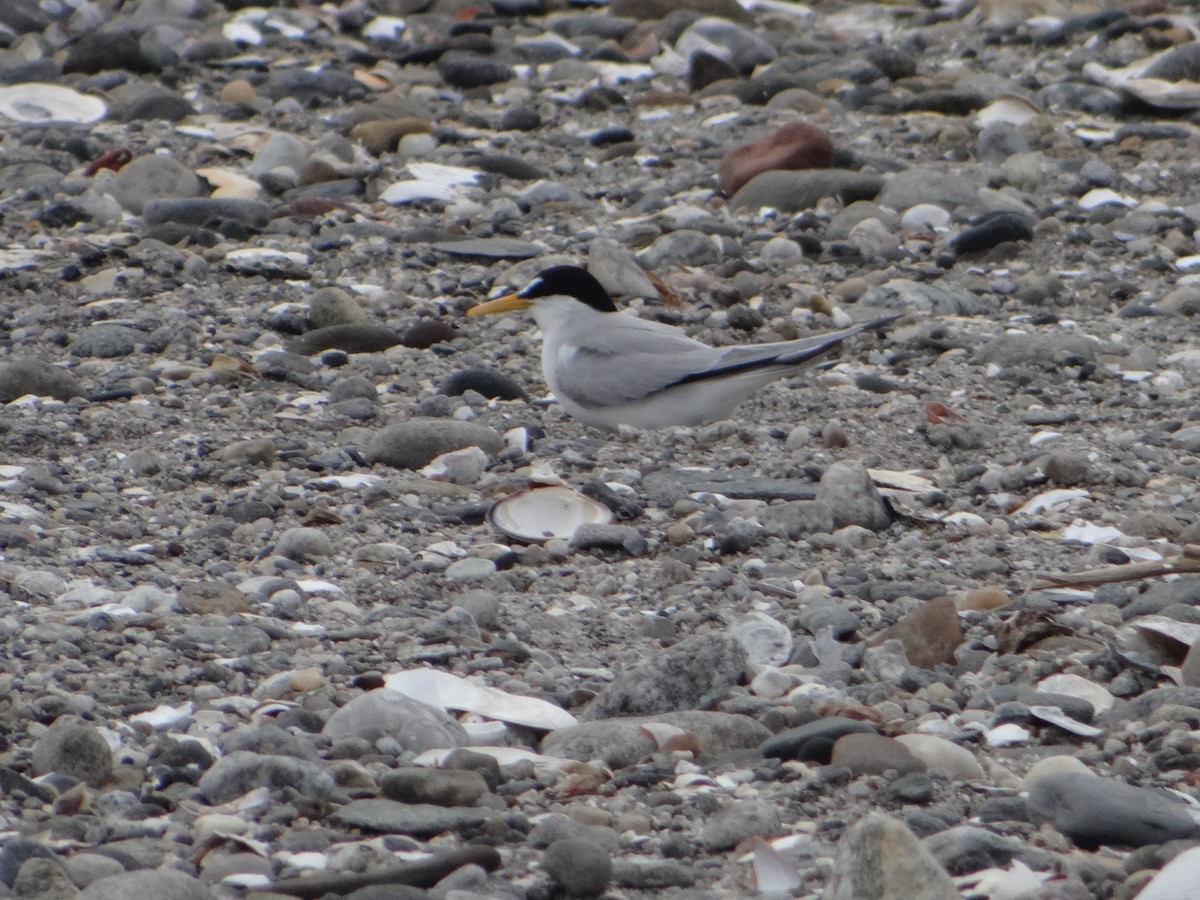 Least Tern - ML162252491