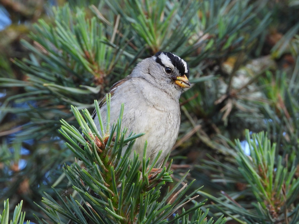 White-crowned Sparrow - Farshad Pourmalek