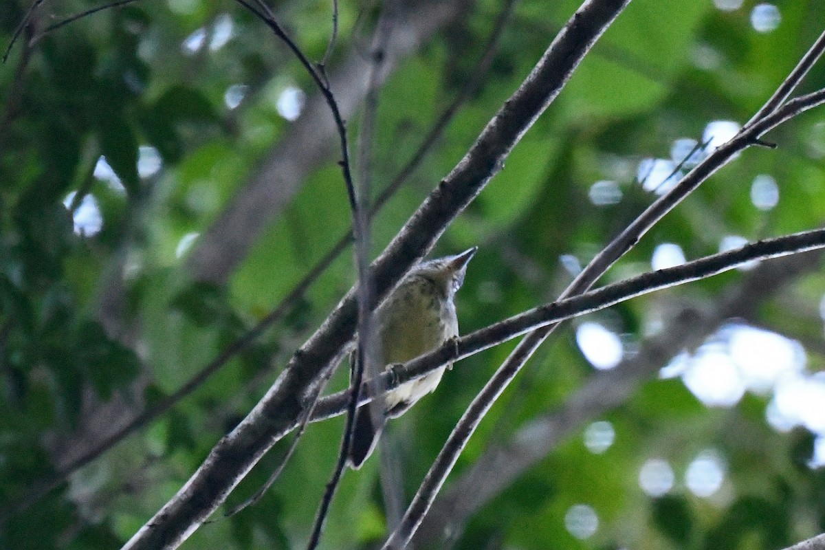 Spot-breasted Antvireo - Brian Henderson