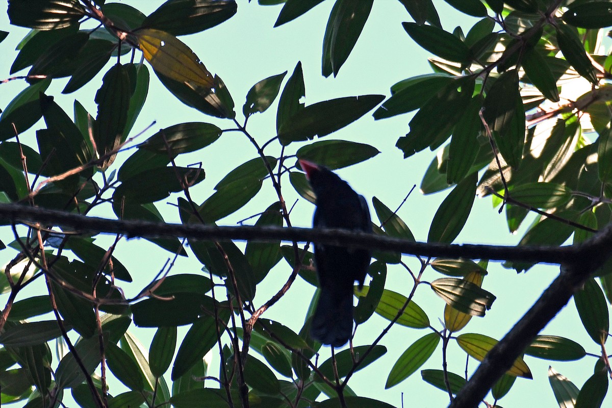 Black-throated Grosbeak - Brian Henderson