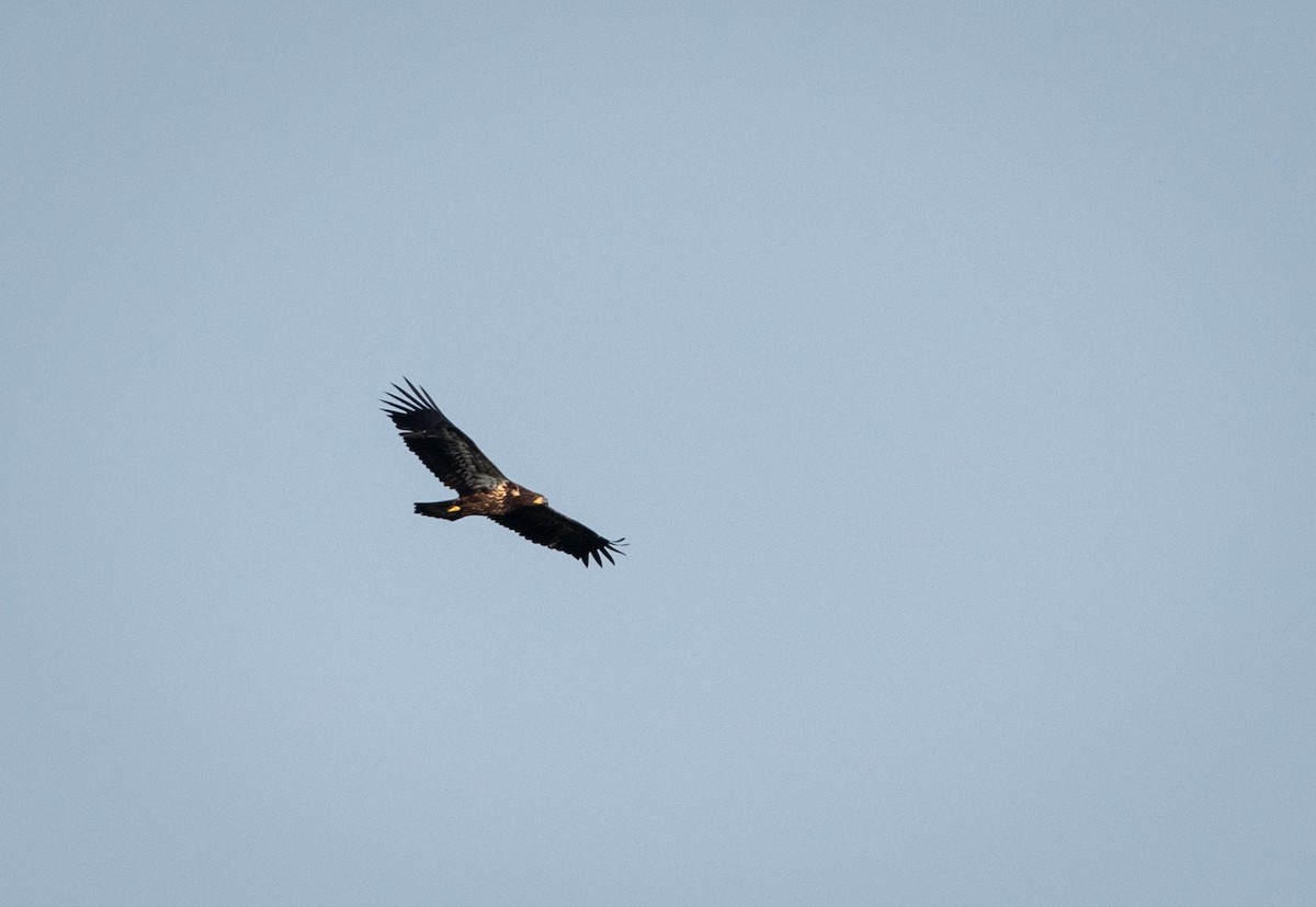 Bald Eagle - ML162254811
