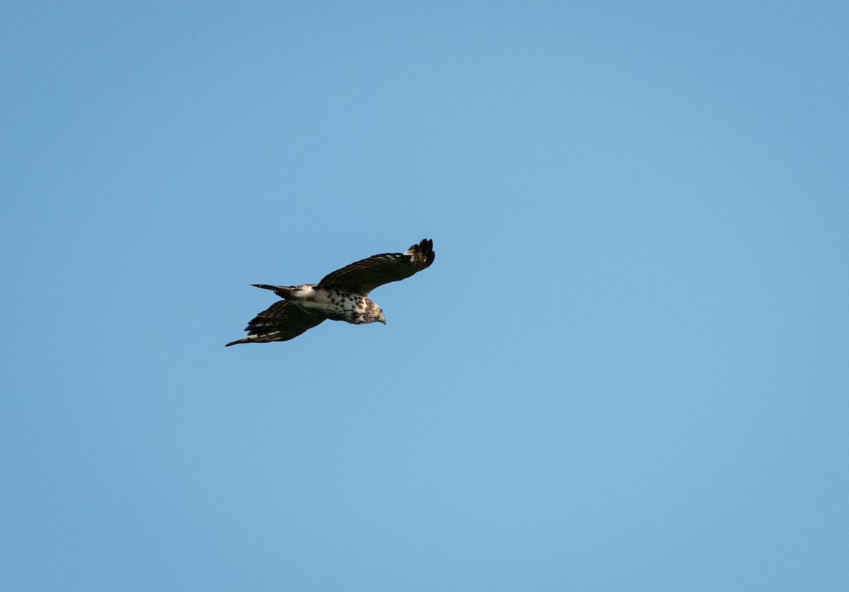 Broad-winged Hawk - ML162254901