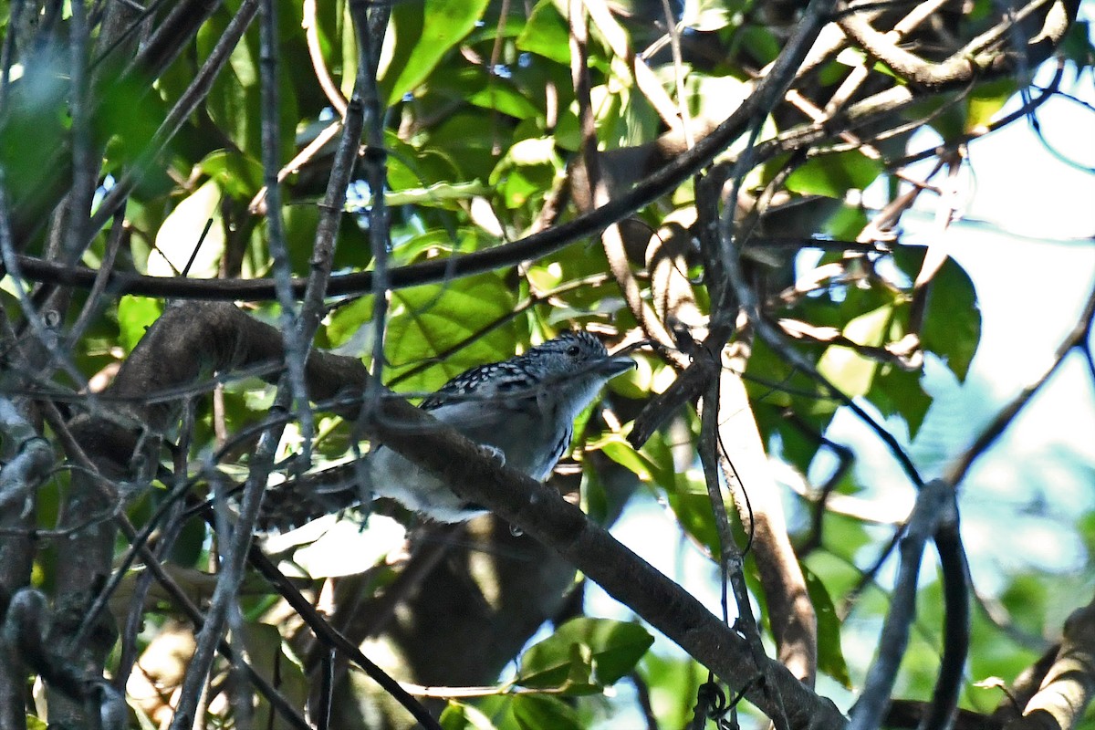 Spot-backed Antshrike - Brian Henderson