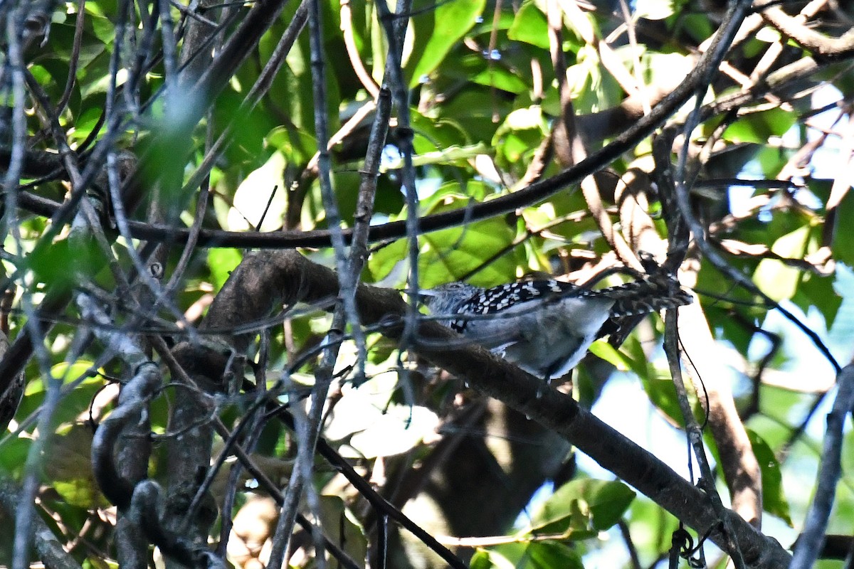 Spot-backed Antshrike - Brian Henderson