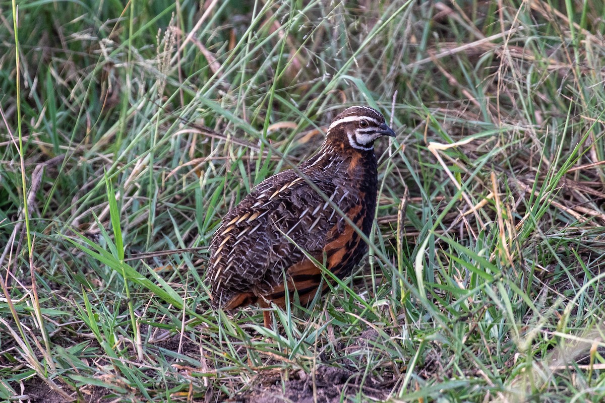 Harlequin Quail - ML162256881