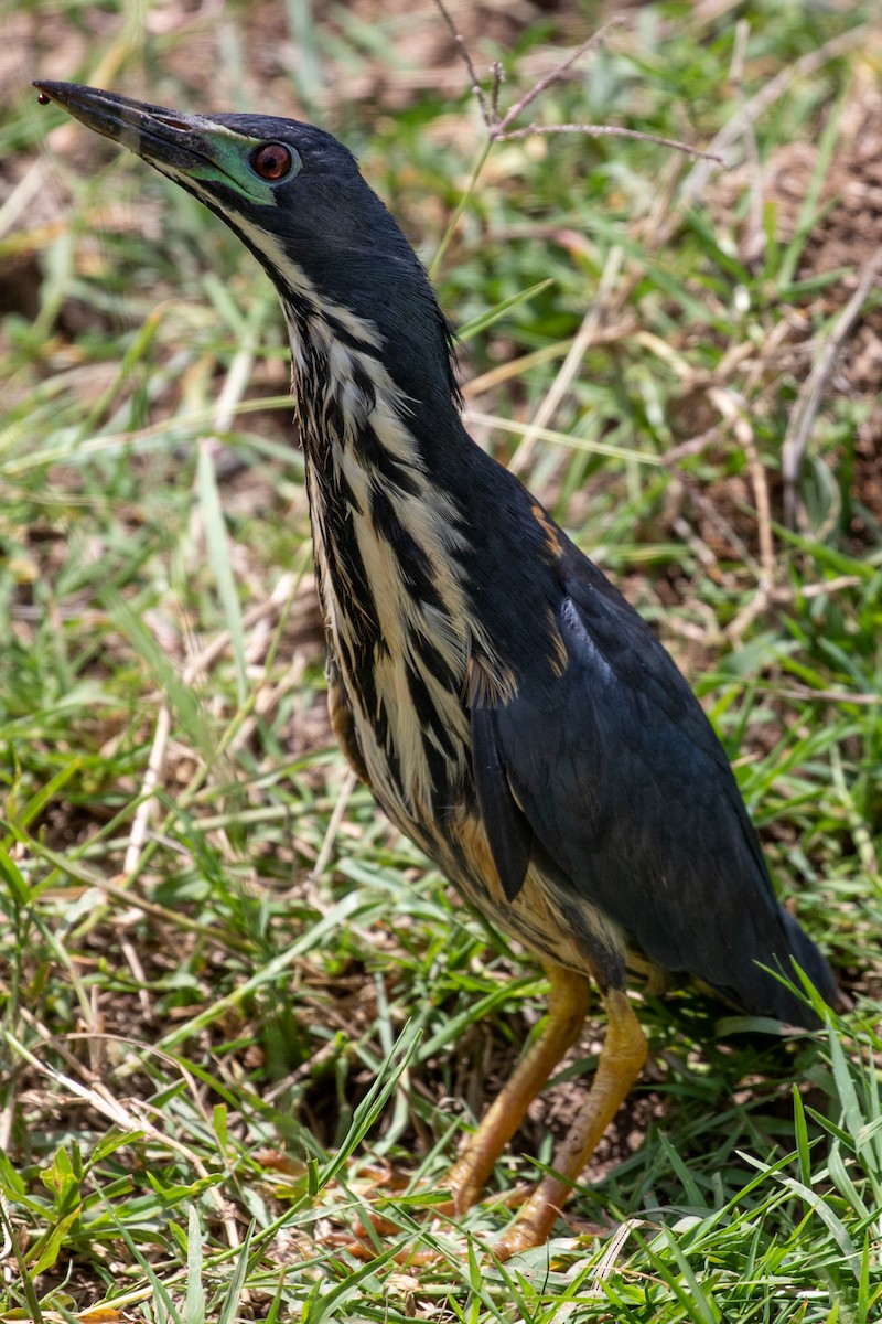 Dwarf Bittern - ML162256951