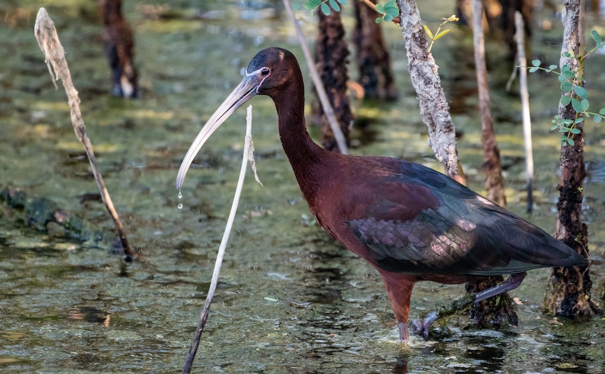 Glossy x White-faced Ibis (hybrid) - Taylor Long