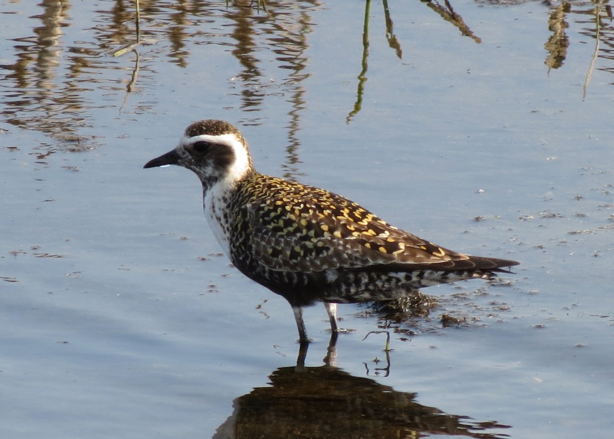 American Golden-Plover - Fran Kerbs