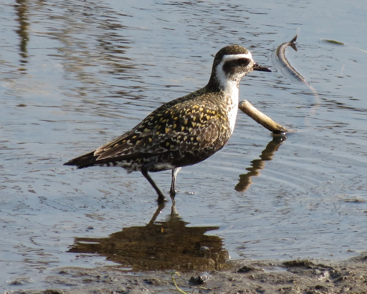 American Golden-Plover - Fran Kerbs