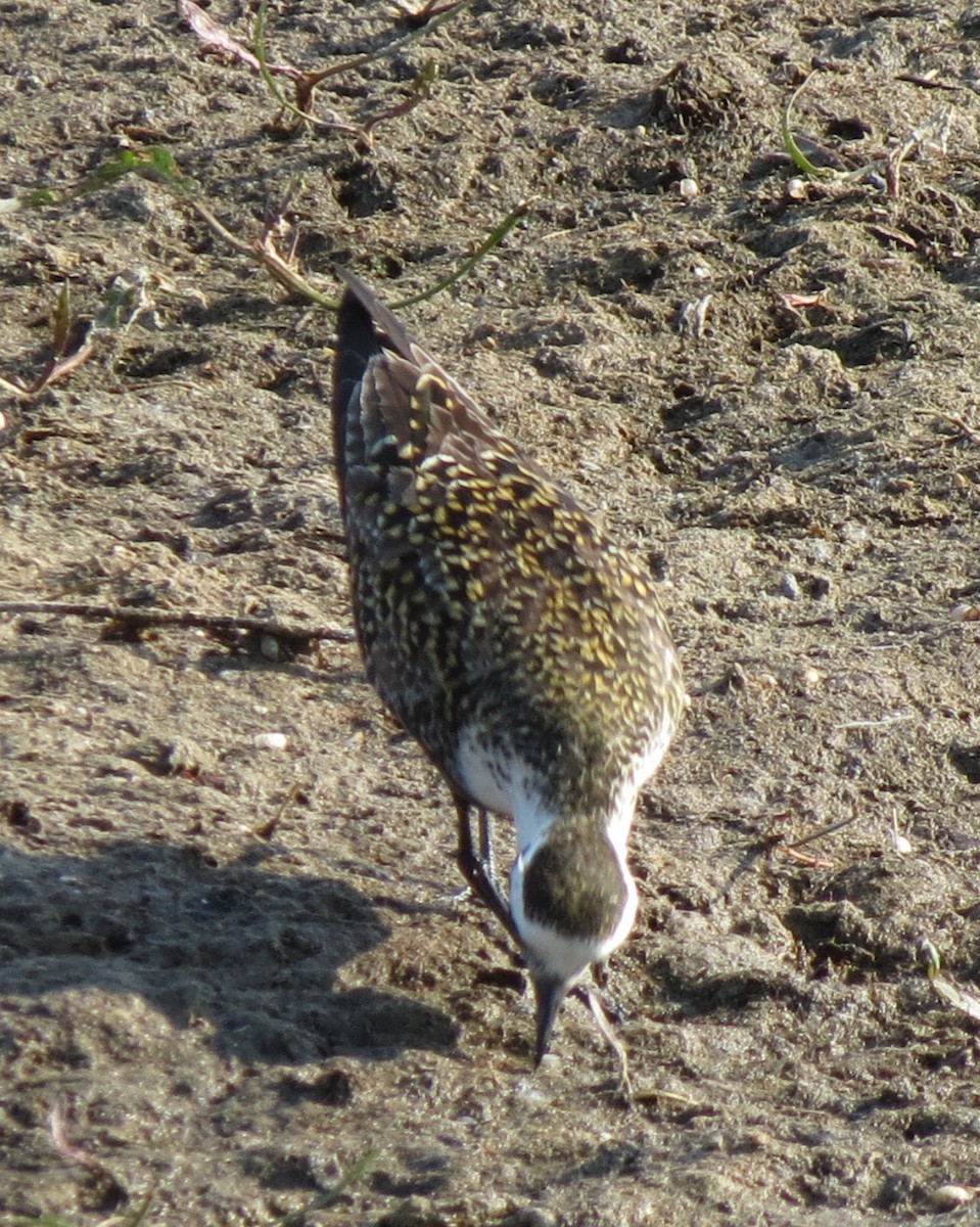 American Golden-Plover - Fran Kerbs