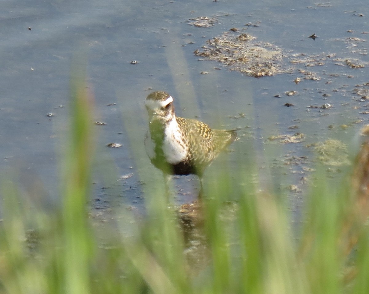 American Golden-Plover - ML162258721