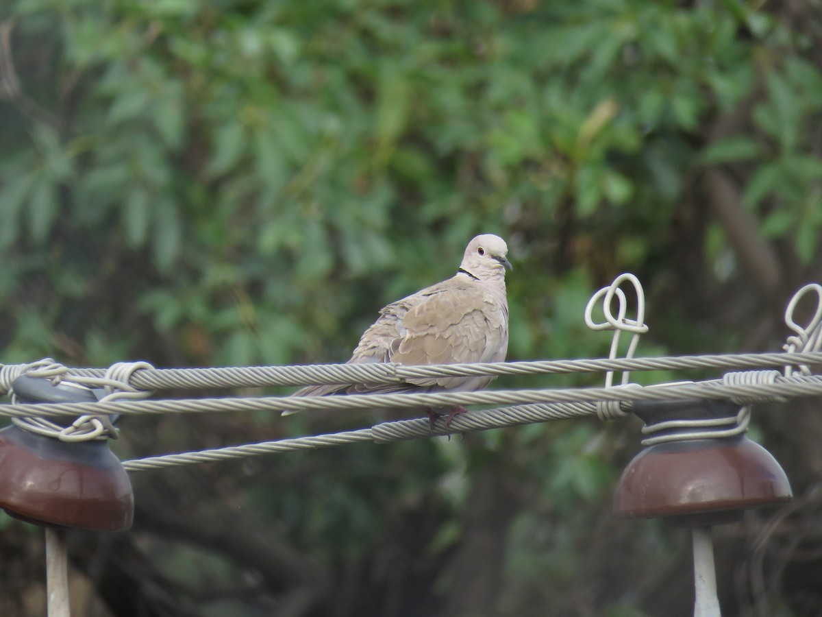 Eurasian Collared-Dove - ML162259561