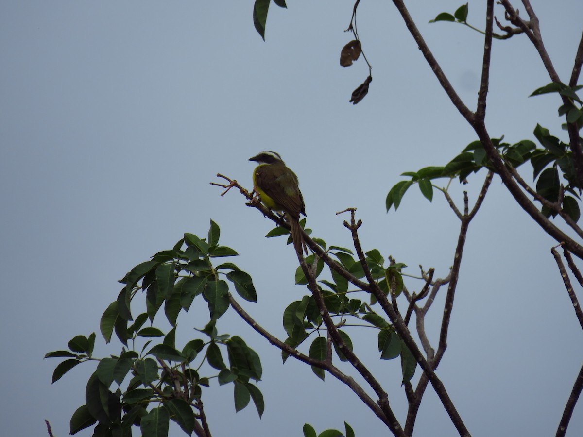 Social Flycatcher - ML162260821