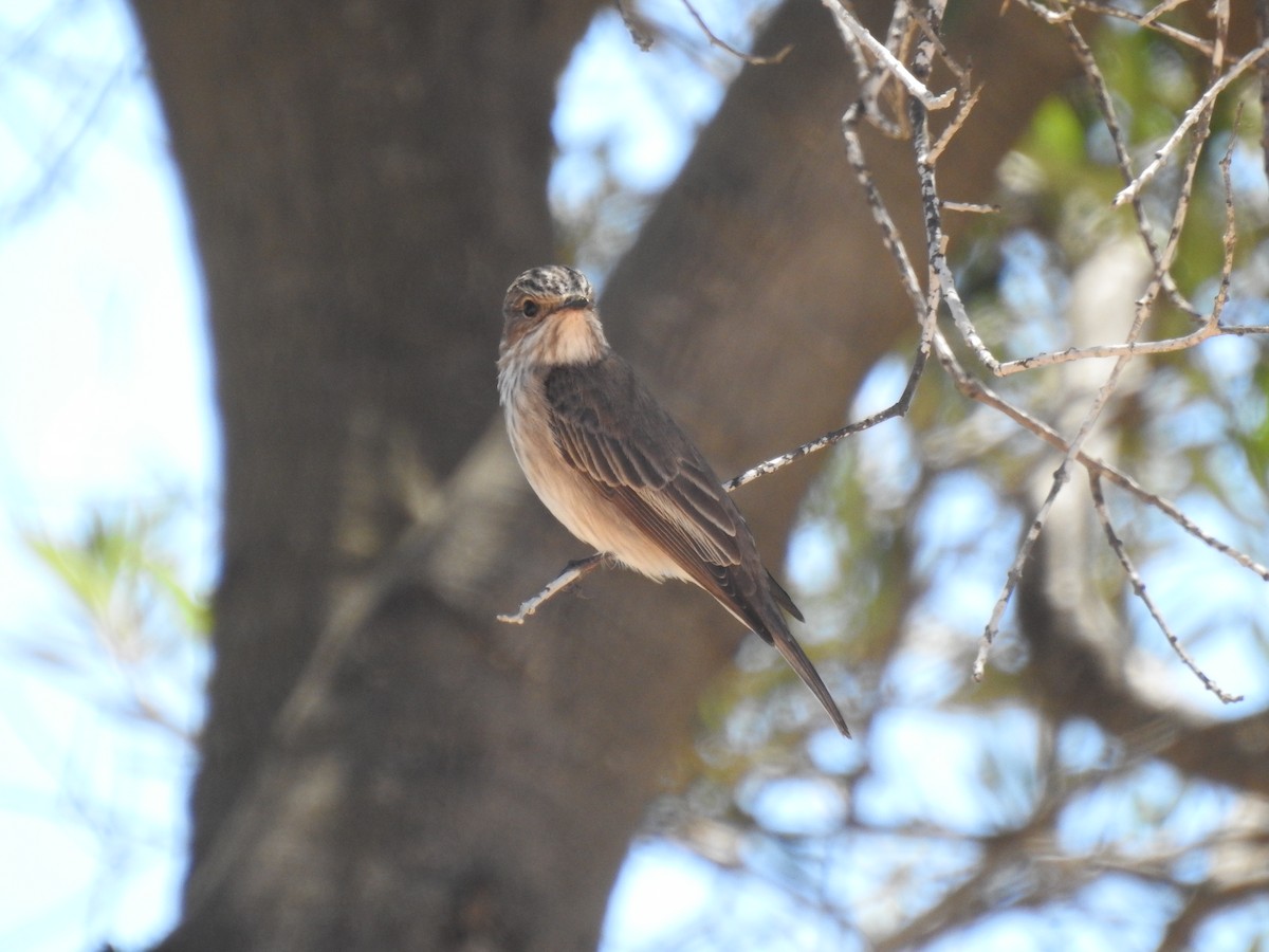 Spotted Flycatcher - ML162261131