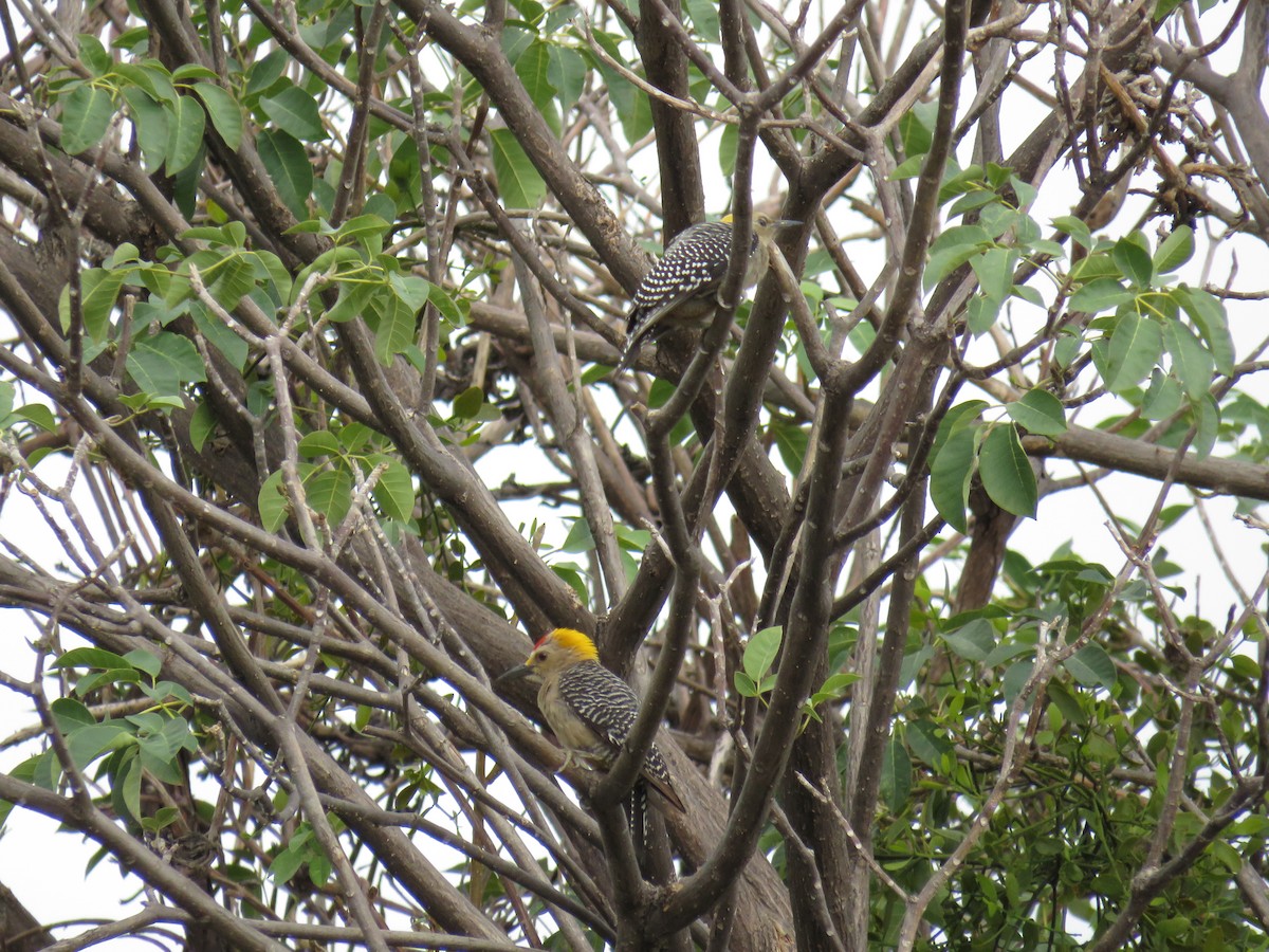 Golden-fronted Woodpecker - ML162261271